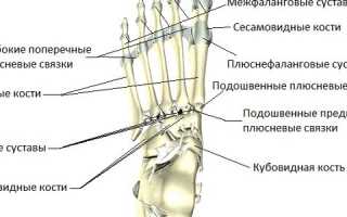 Строение стопы