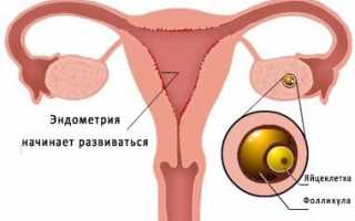Какие бывают фазы менструального цикла