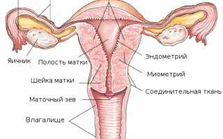 Короткая шейка матки при беременности — что делать?