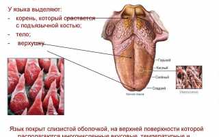 Причины налета на языке при беременности. Почему немеет, болит, трескается язык во время беременности — диагностика, лечение