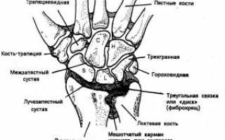 Лучезапястное сочленение