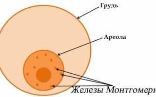 Грудь при беременности