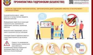 Все, что важно знать про гидрофобию